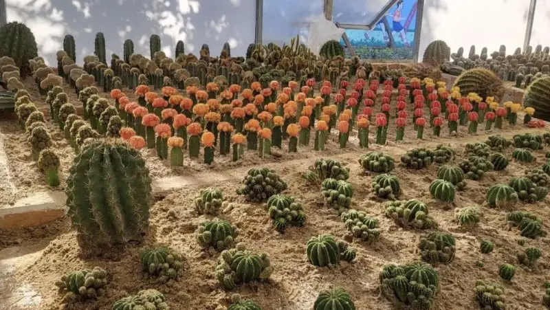 Delhi'S First Cactus Park Set To Open By December 15, Featuring 450 Colorful Cactus Plants.