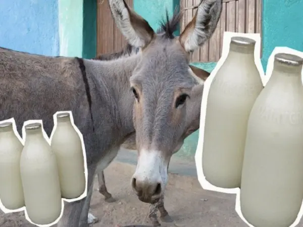 Donkey Milk: The Surprising High-Value Business Transforming Lives In Gujarat With Beauty And Health Benefits.